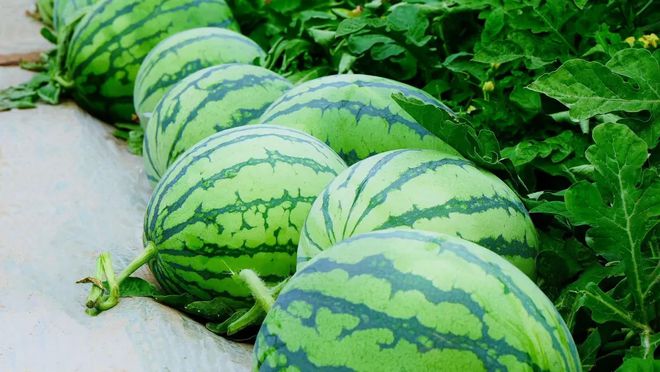 斯种啥都讲究个“特”！CQ9电子最新网站梅里(图5)